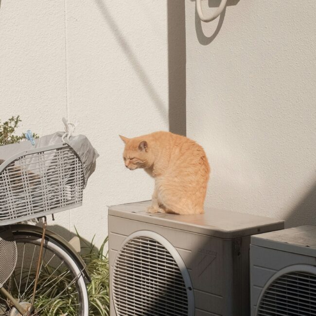 HVAC machine outside a building, with a cat sat on top