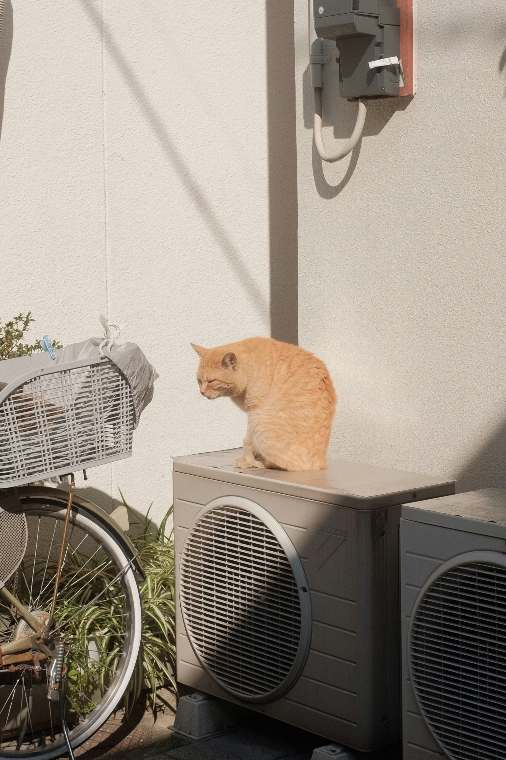HVAC machine outside a building, with a cat sat on top